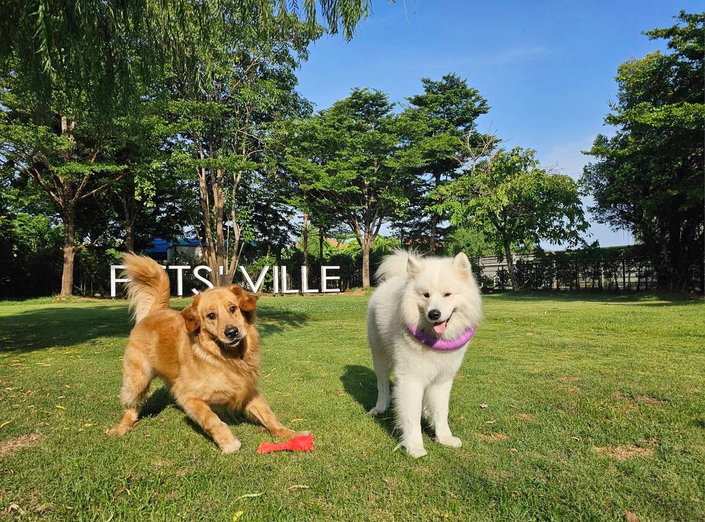 Happy dogs at Pet's Ville