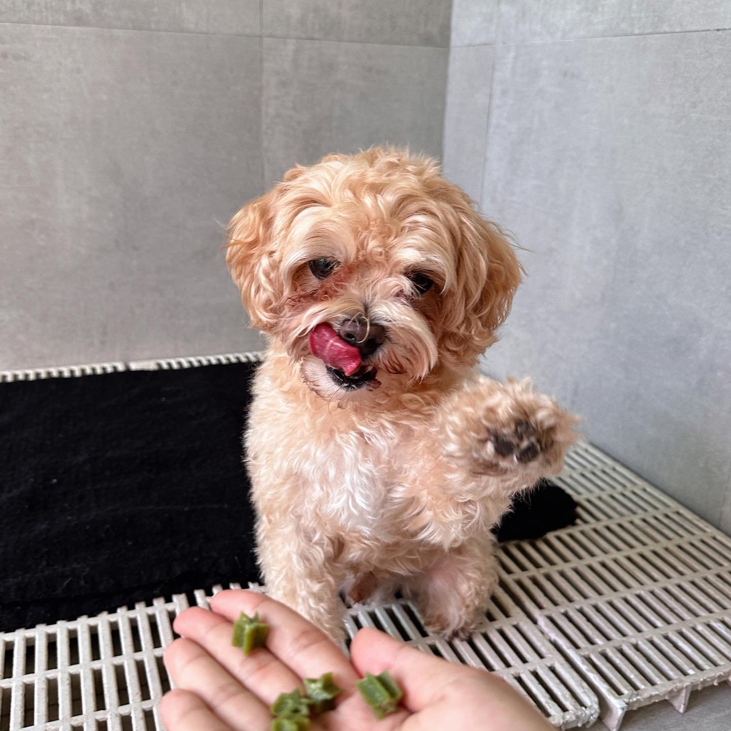 Grooming & Spa