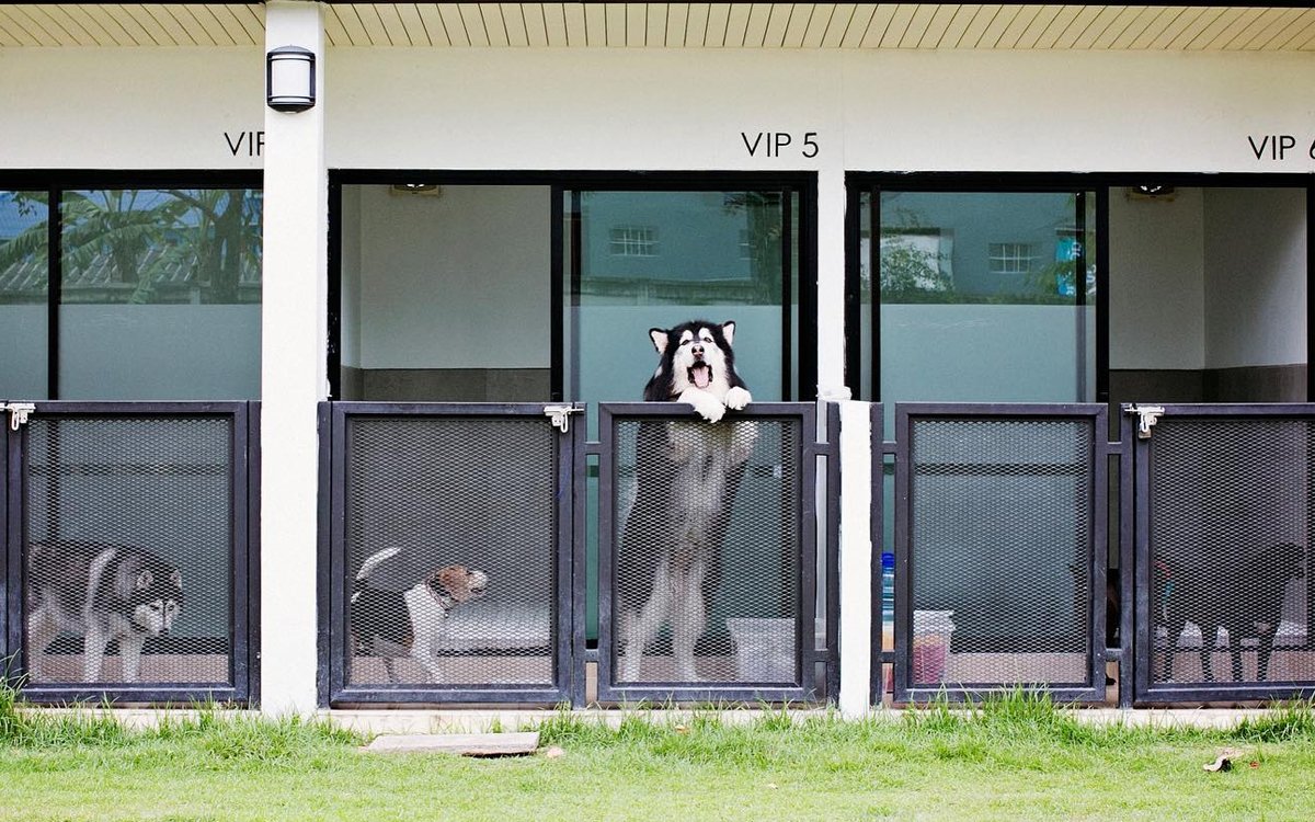 Pet Hotel